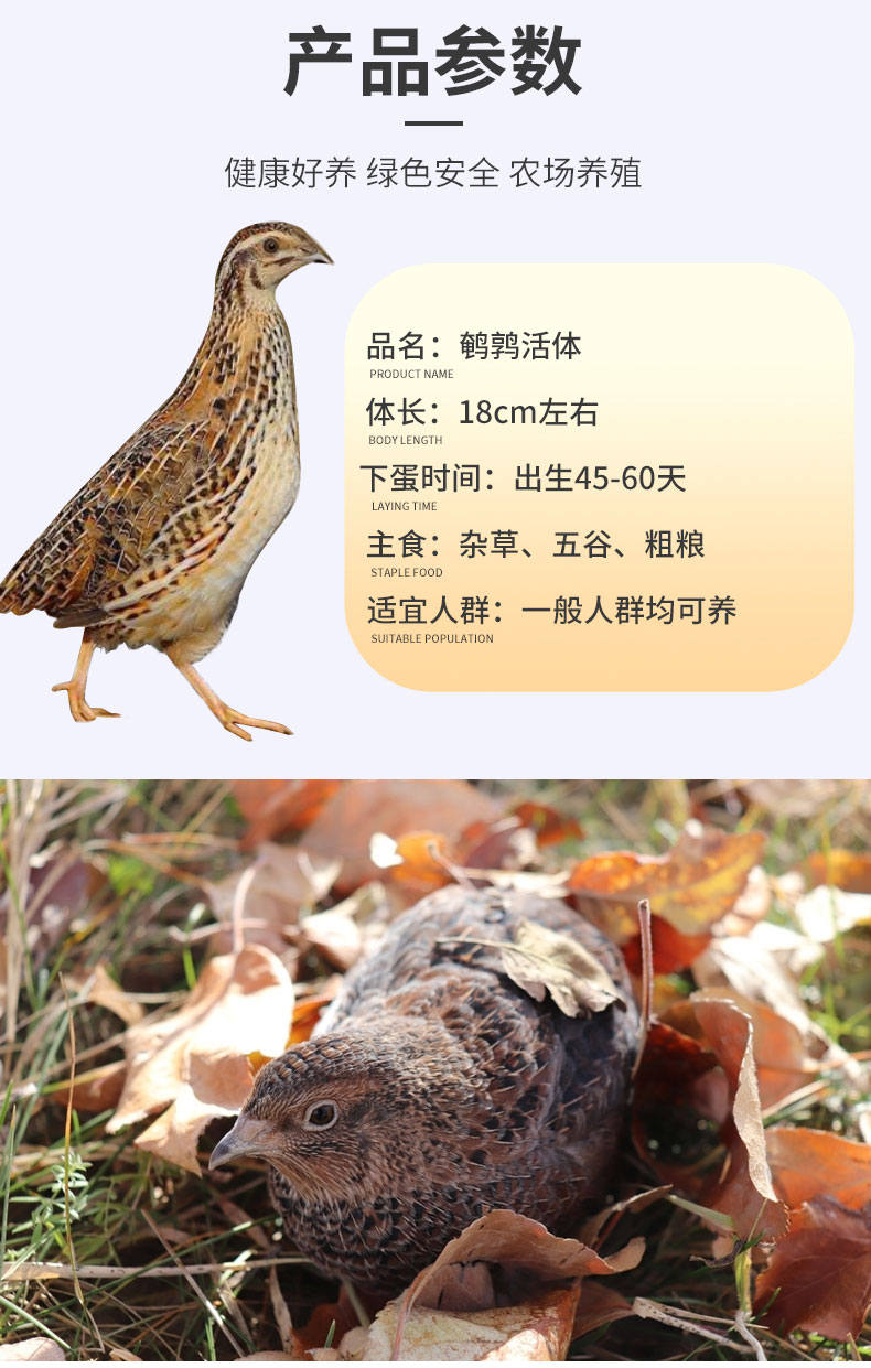 下蛋鹌鹑鸟活体鹌鹑繁殖用种鹌鹑青年黑羽鹌鹑活体宠鹌鹑1公1母送试吃
