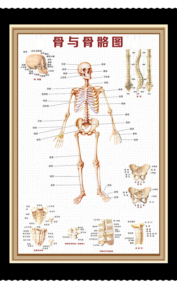 人体骨骼图大挂图穴位肌肉解剖图器官结构图医学骨科全身挂画图片阳文
