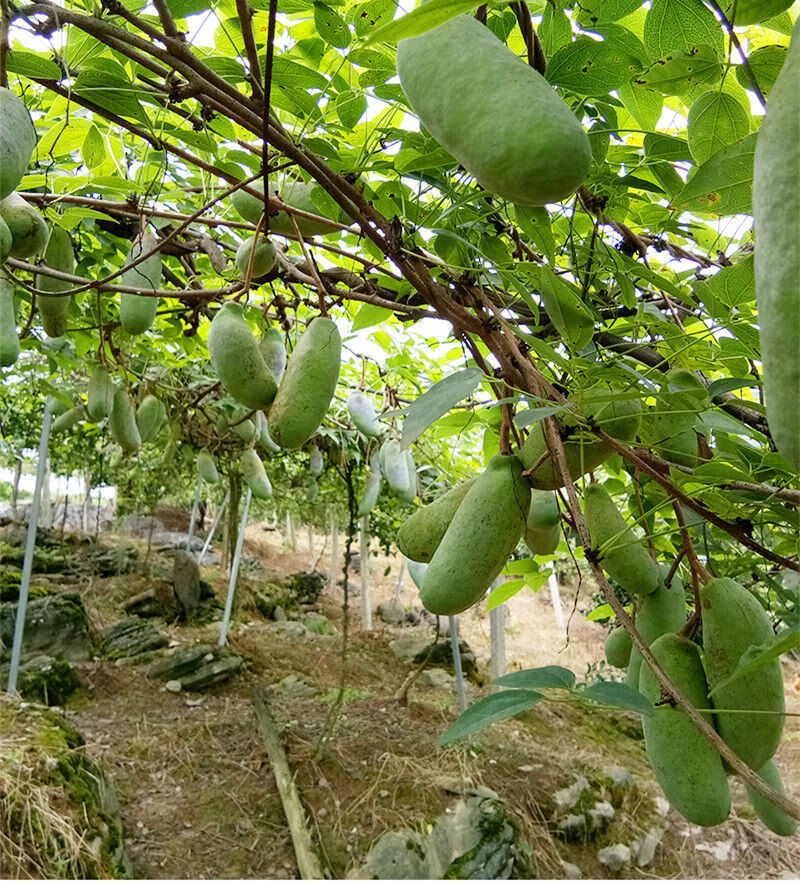祉鹿八月瓜果树苗八月炸苗当年结果野生香蕉猫儿屎南方种植牛卵坨树苗