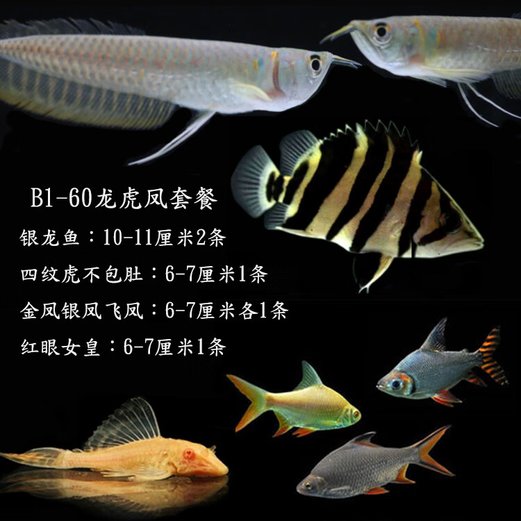 秋颖水族鱼缸观赏鱼热带鱼龙鱼虎鱼飞凤组合混养鱼淡水鱼套餐银龙