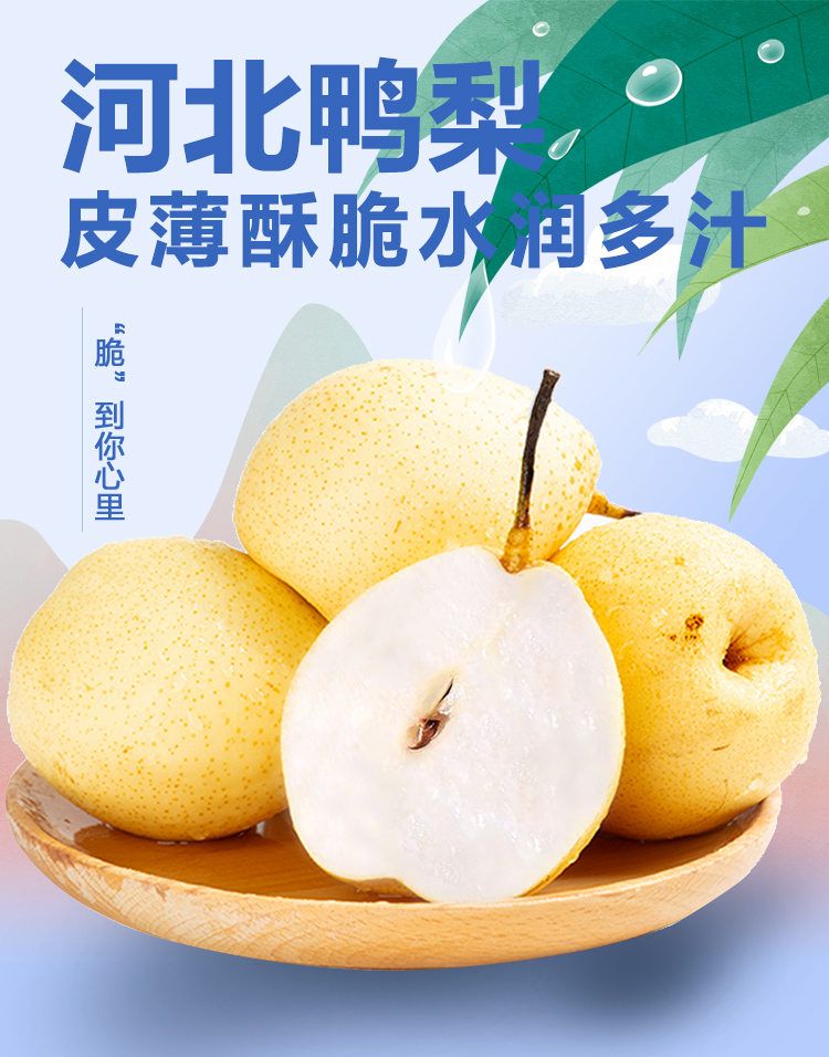 河北鸭梨 新鲜时令水果 应季整箱 鸭梨 3.5斤装