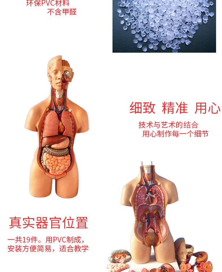 可拆内脏人体器官结构模型躯干胸腹部解剖男女心肝脾肺肾五脏六腑教学