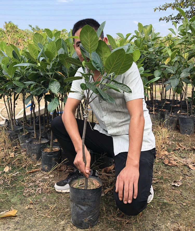 菠萝蜜树苗嫁接果树苗木菠萝四季红肉1号干湿当年结果5年苗四季菠萝蜜