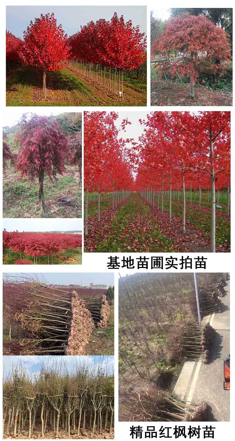 红枫树苗四季中国红庭院美国日本红舞姬盆景园林绿化植物苗木抗寒d7