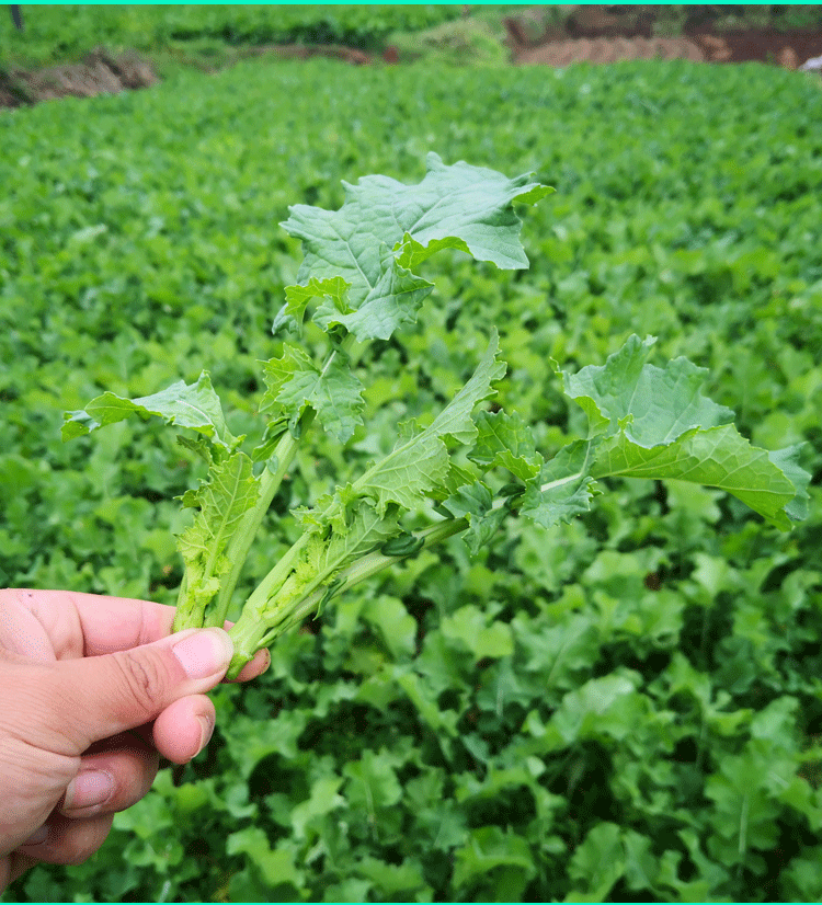 四川油菜苔新鲜小油菜新鲜蔬菜油菜苗绿色蔬菜青菜苔薹5斤3斤500g