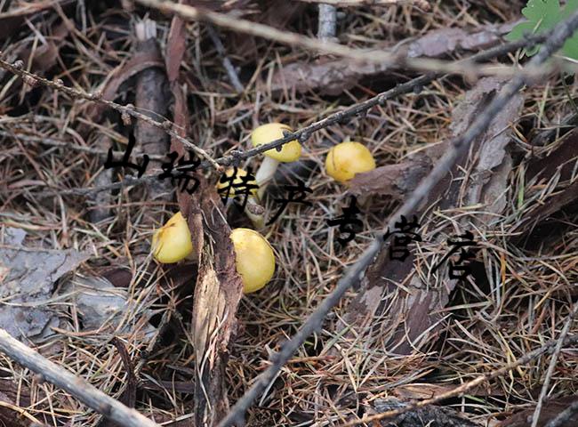 5折东北特产小黄蘑菇500g干货小鸡炖蘑菇松树黄油蘑煲汤菌类新鲜