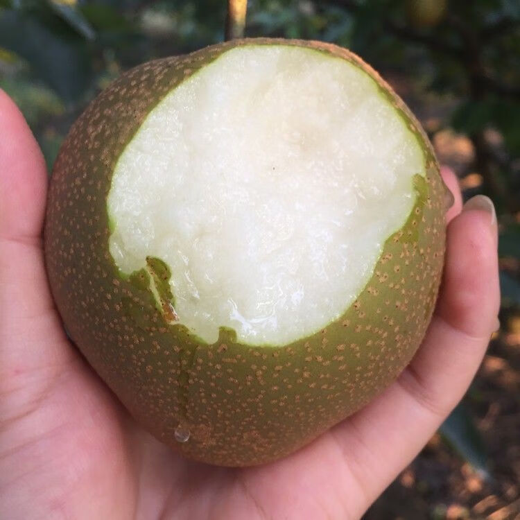 黄花梨树苗正宗沙梨苗嫁接沙梨果树可盆栽耐寒水果肉甜脆爽八年大苗