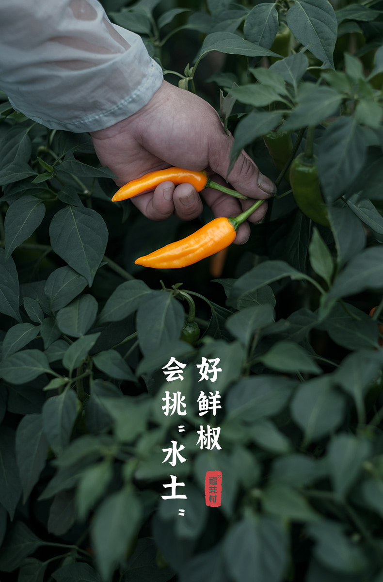 福建三明永安黄椒特辣尖椒新鲜黄辣椒超辣魔鬼小米辣变态辣3斤