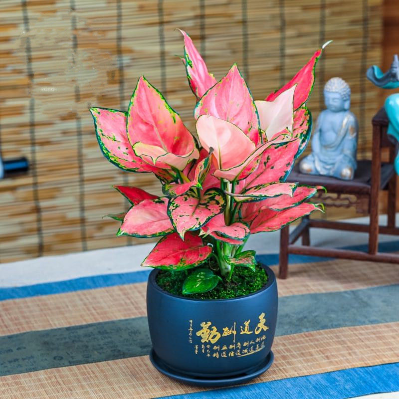 布兰格迪轻奢吉利红盆栽如意皇后万年红火植物室内绿植花卉观叶盆景四