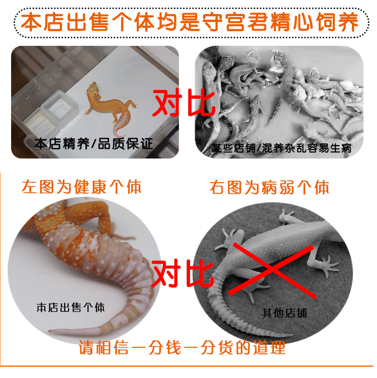 豹纹守宫蜥蜴活物新手入门懒人宠物可爱爬虫易养异宠小型温顺幼体红眼