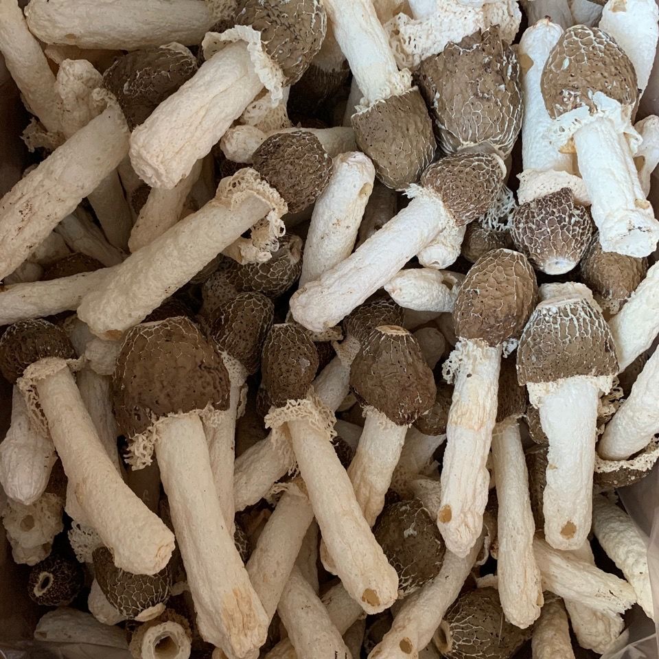 竹荪干货竹荪野生竹荪菌黑头竹荪野生干货特产煲汤材料黑头竹荪100g