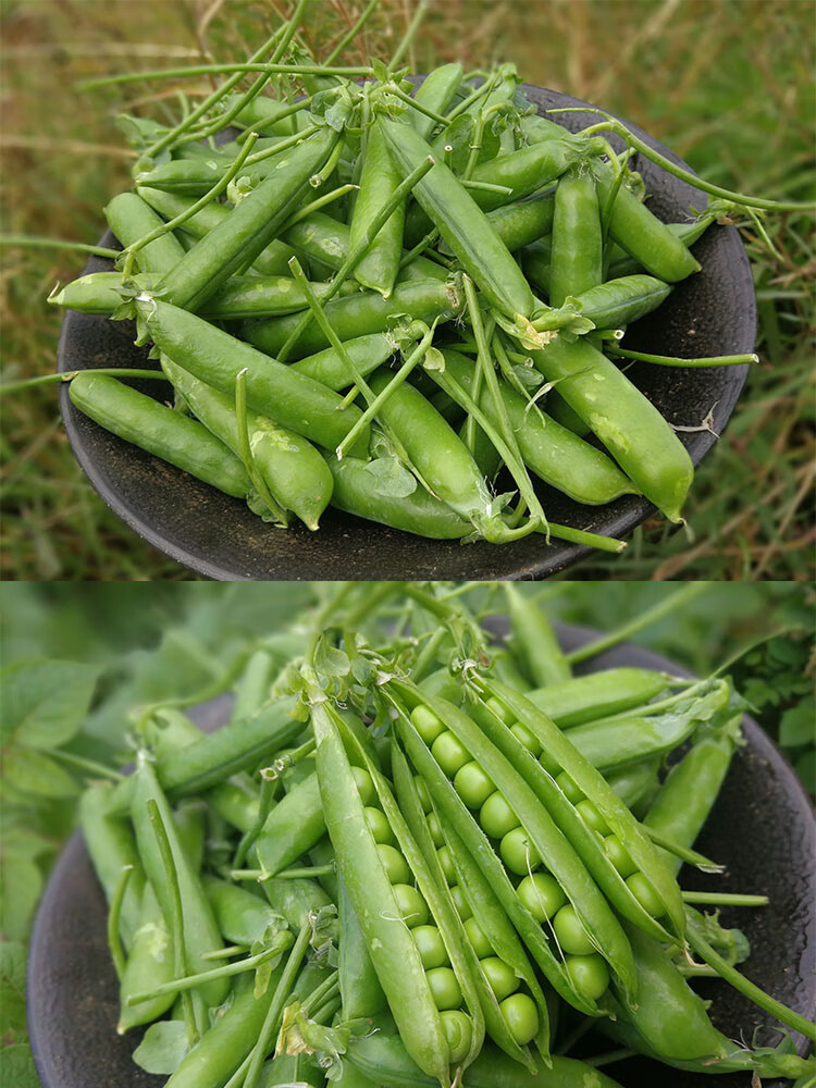 晨臻广西新鲜豌豆甜脆豌豆水果豌豆青豌豆甜豆农家种植新鲜豌豆5斤