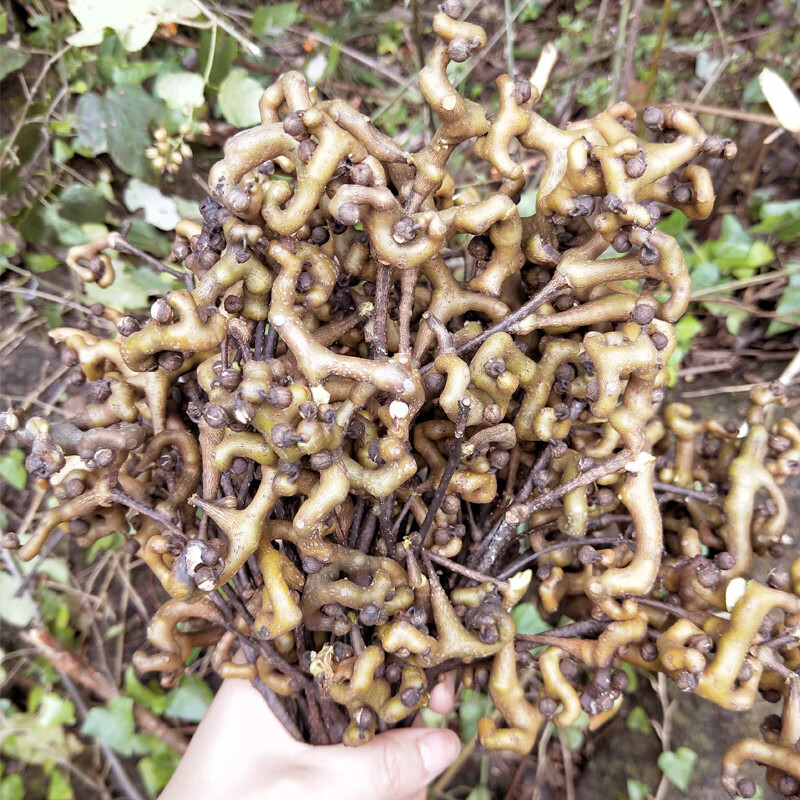 拐枣新鲜生吃泡酒材料金钩子万寿果枳椇子鸡爪梨当季水果5斤5斤实惠装