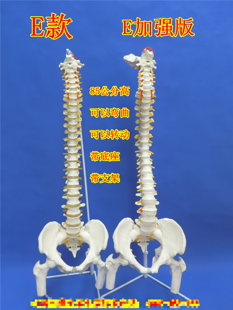 人体脊柱模型11正骨脊椎模型颈椎腰椎人体骨骼模型彩色脊椎模型skidsb
