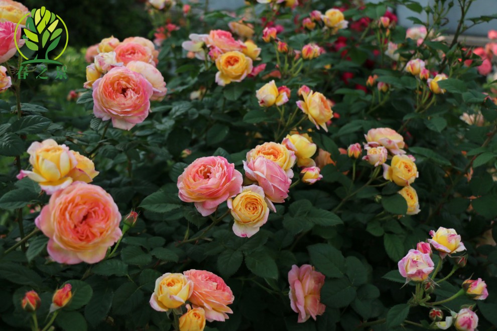 月季苗 大花香水月季花苗 玫瑰花苗 蔷薇花苗 盆栽苗