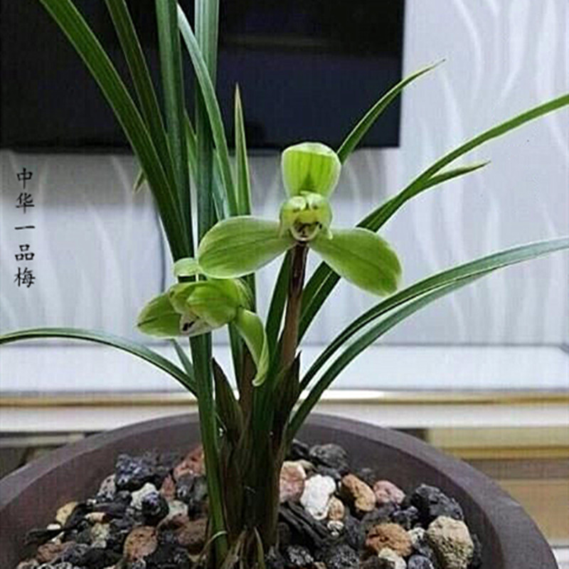 姜芮春兰名品梅瓣兰花苗中华一品梅金边线艺兰草浓香型花苞花卉盆栽3