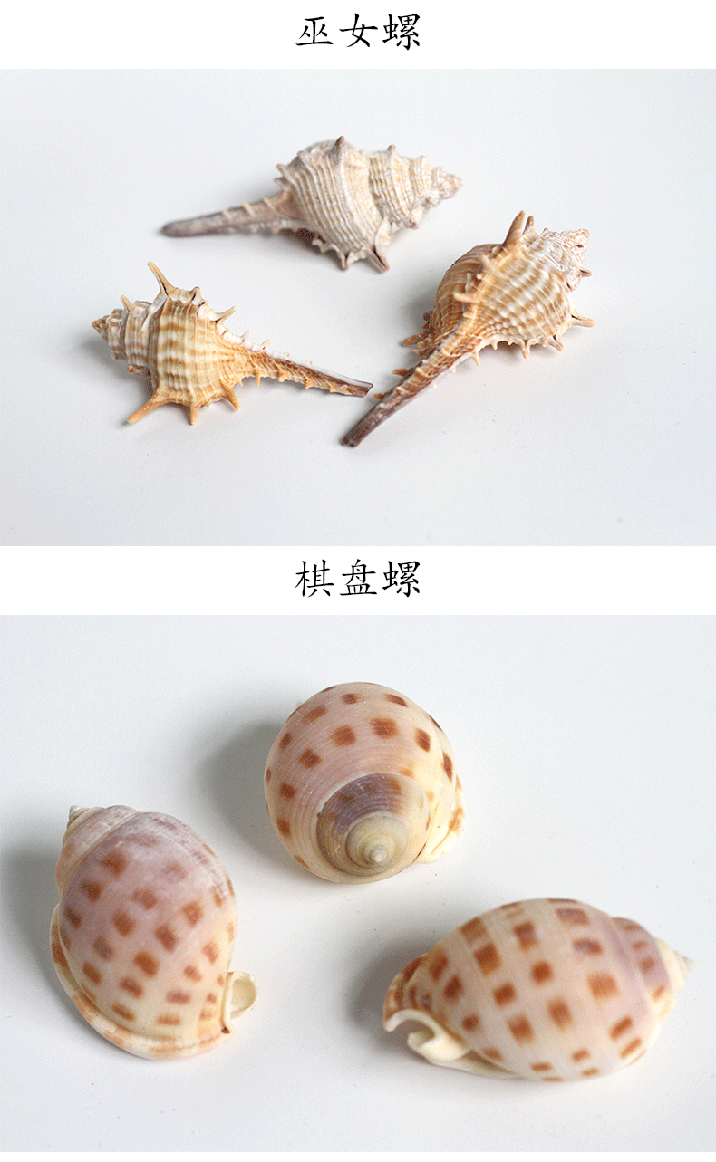 天然大贝壳海螺海星珊瑚地中海装饰品鱼缸造景居家摆件科普标本 白色