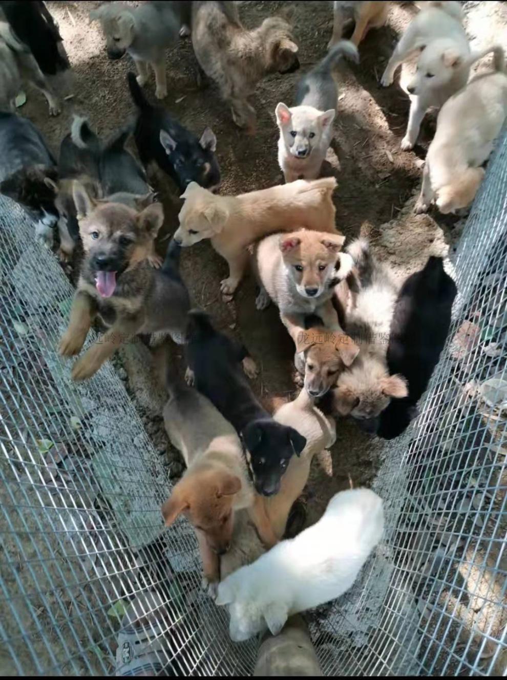 荣郁土狗活体活物苗幼犬大型中华田园犬农村看家护院领养幼崽混血合同