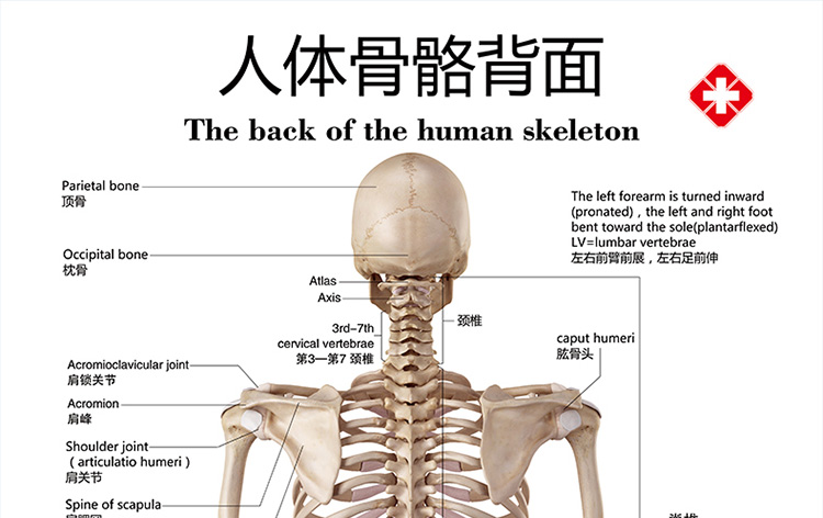 标准人体骨骼图大挂图片全身高清人体骨骼结构图解剖图全身海报 相纸