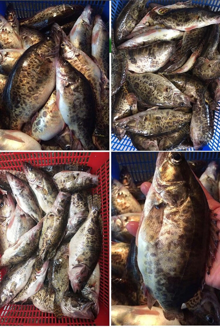 淡水桂鱼 正宗鳜鱼鳌花鱼桂花鱼季花鱼新鲜下单现杀