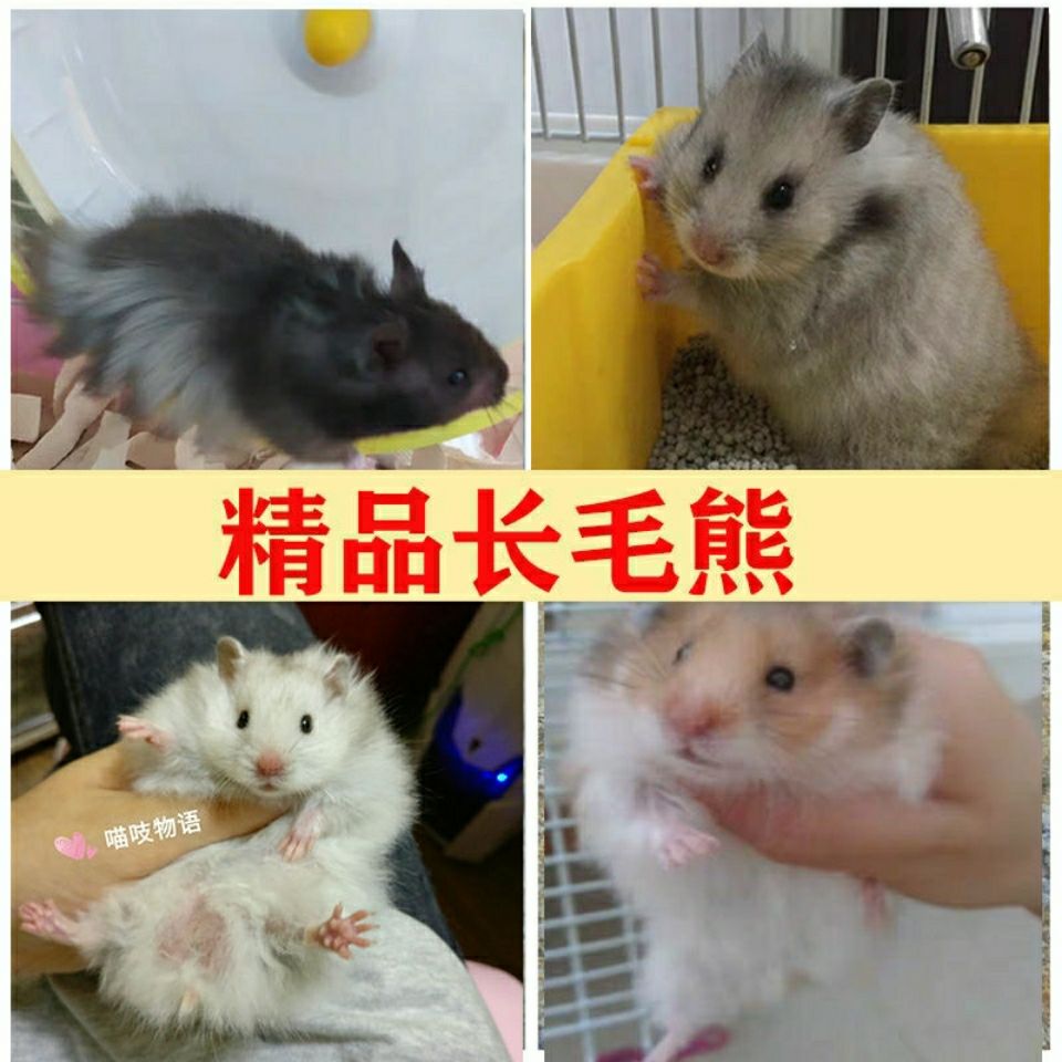 工匠头长毛纯银杂银长毛金丝熊家养仓鼠宝宝精品稀有仓鼠仓鼠宝宝精品