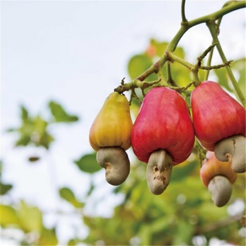 腰果种子鸡腰果种子介寿果槚如树营养价值高四大干果种籽一斤