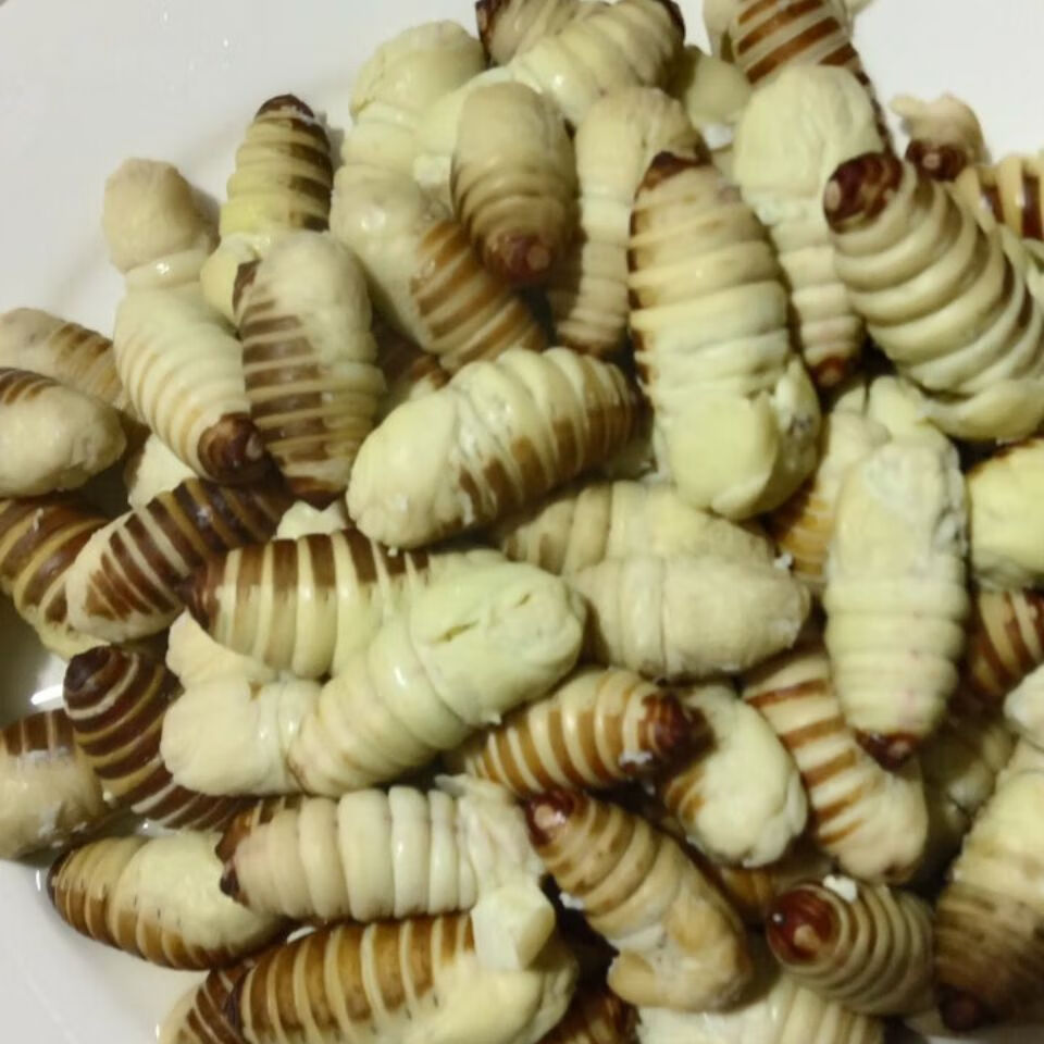 东北特产神仙蛹嫩蚕蛹绿色蚕蛹薄皮柞树蚕蛹速冻神仙四斤装