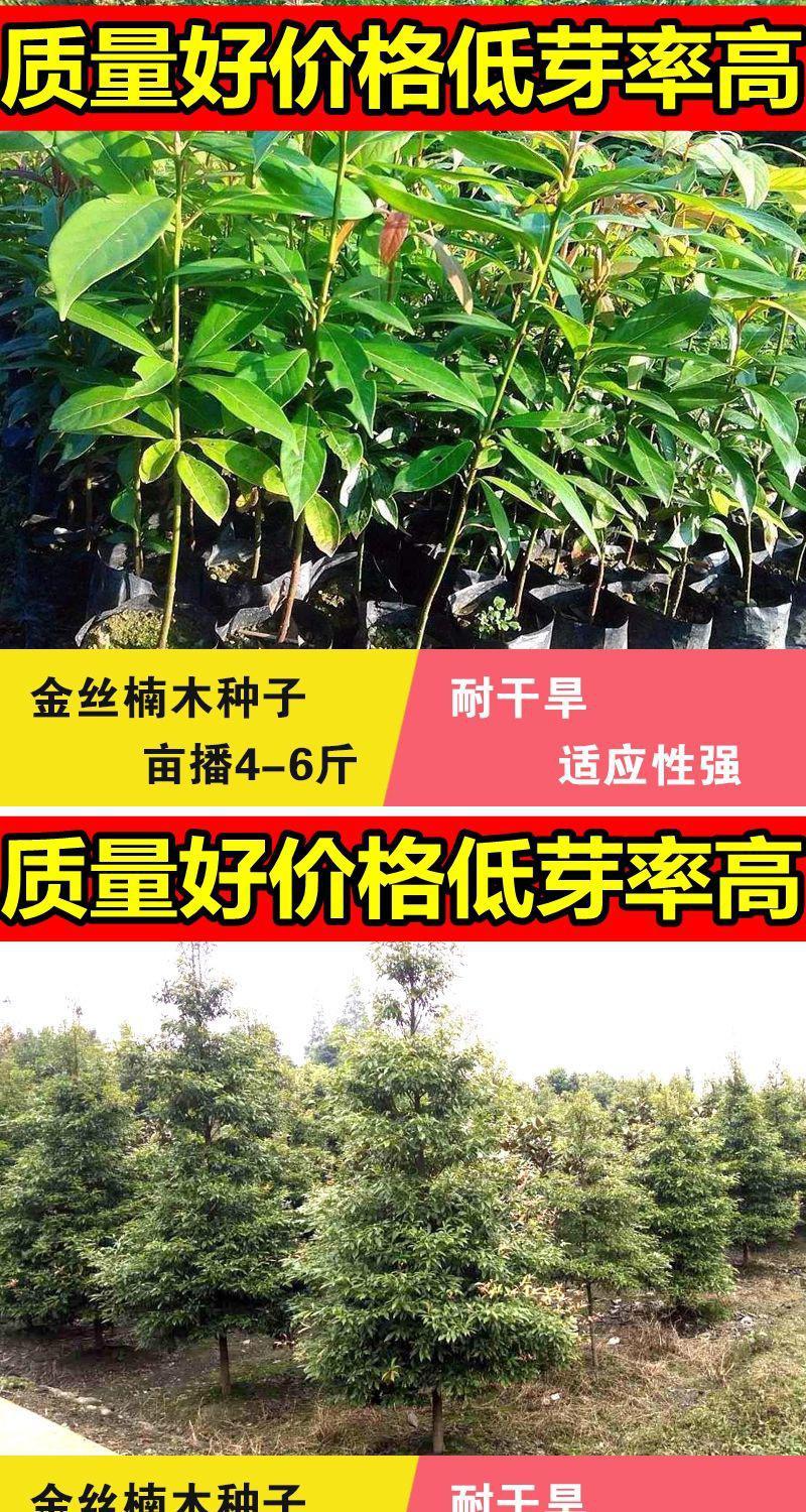 金丝楠木树种子正宗名贵四川小叶楠细叶金丝楠桢楠林木种子金丝楠木