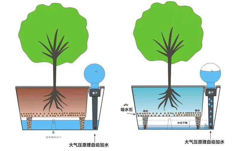 绿植盆栽水培植物花卉盆景自动吸水 发财树文竹绿地球