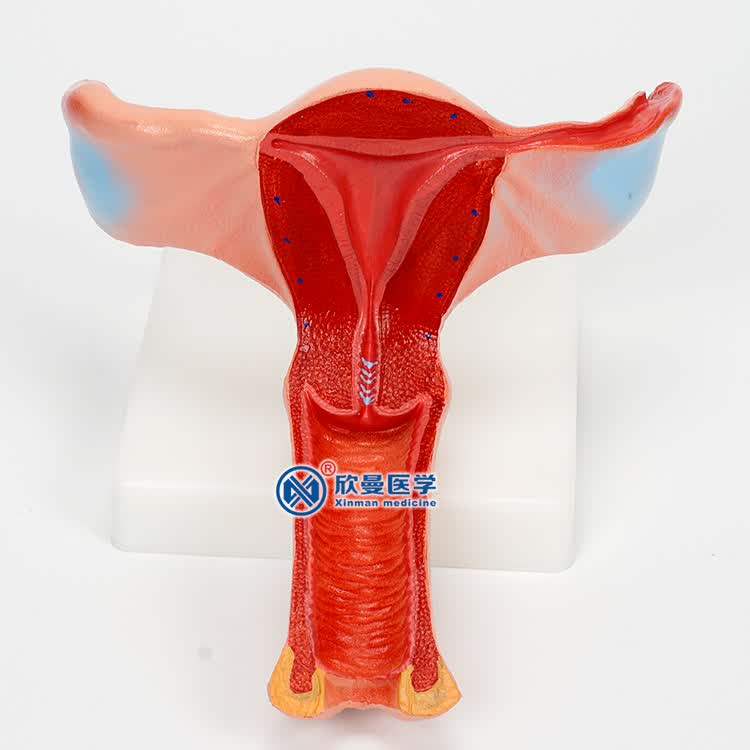 泌尿系统模型 男女性生殖器官结构模型 内外生殖器模型 子宫卵巢解剖