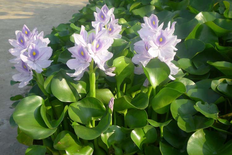 雪沫 水生水养绿植 漂浮性 水葫芦 水草 迷你盆栽