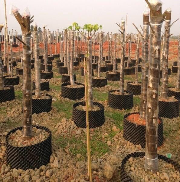 浩胜 园艺 控根器植树专用多规格加厚快速育苗控根容器排水板围树板