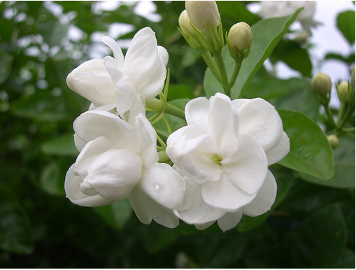 茉莉花苗重瓣双色茉莉 室内阳台花卉盆栽 当年四季开花 耐寒 2盆更