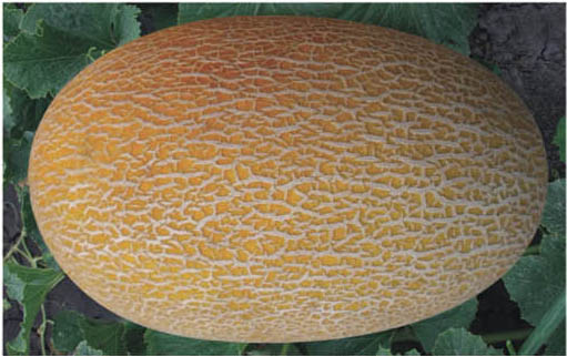 教你如何正确挑选哈密瓜和樱桃 – 京东商城