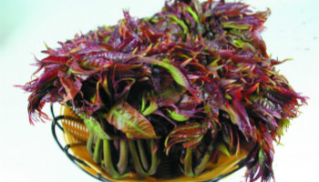 孕妇能吃香椿吗 – 京东商城