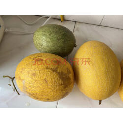 新疆西州蜜哈密瓜 甜瓜2粒装 单果1.4kg起 新鲜水果 实拍图