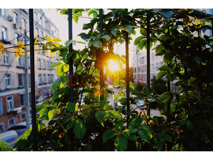索尼(SONY)Alpha 7 III(7M3K)全画幅微单数码相机怎么样?真实质量评测大揭秘 首页推荐 第8张-商情88推广网