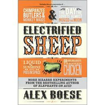 sheep