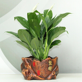 創(chuàng)意植物擺件，讓生活更有情調(diào)
