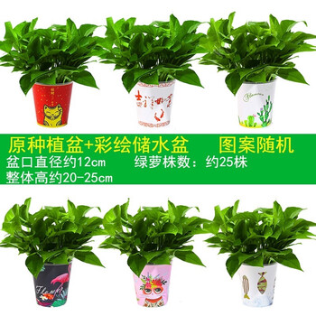 绿萝盆栽批发110#120#桌面小绿萝水培植物墙绿箩办公室花卉绿植批发