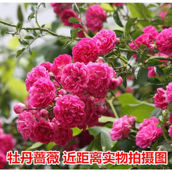 精美玻璃花瓶，營造浪漫生活