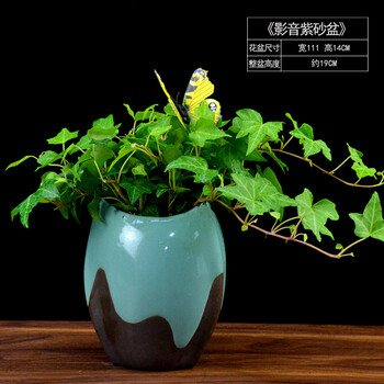創(chuàng)意植物擺件，讓生活更有情調(diào)