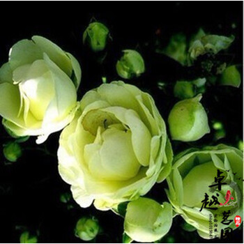 唯美仿真花，讓你的家四季如春