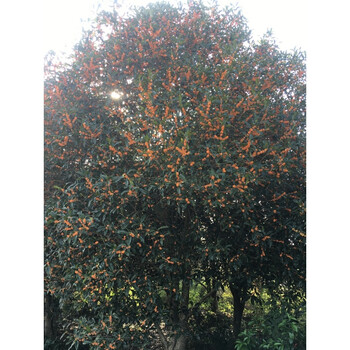 茗老漢紅茶正山小種