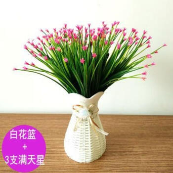 植物盆栽滿天星