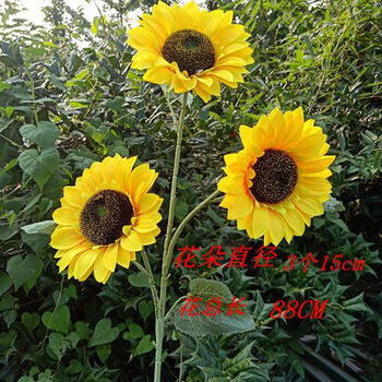 歐式玻璃花瓶，裝點(diǎn)你的精致生活