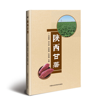 甘薯
