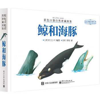 口袋
