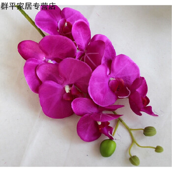 蘭花紫色