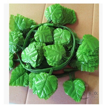 花葉子的植物